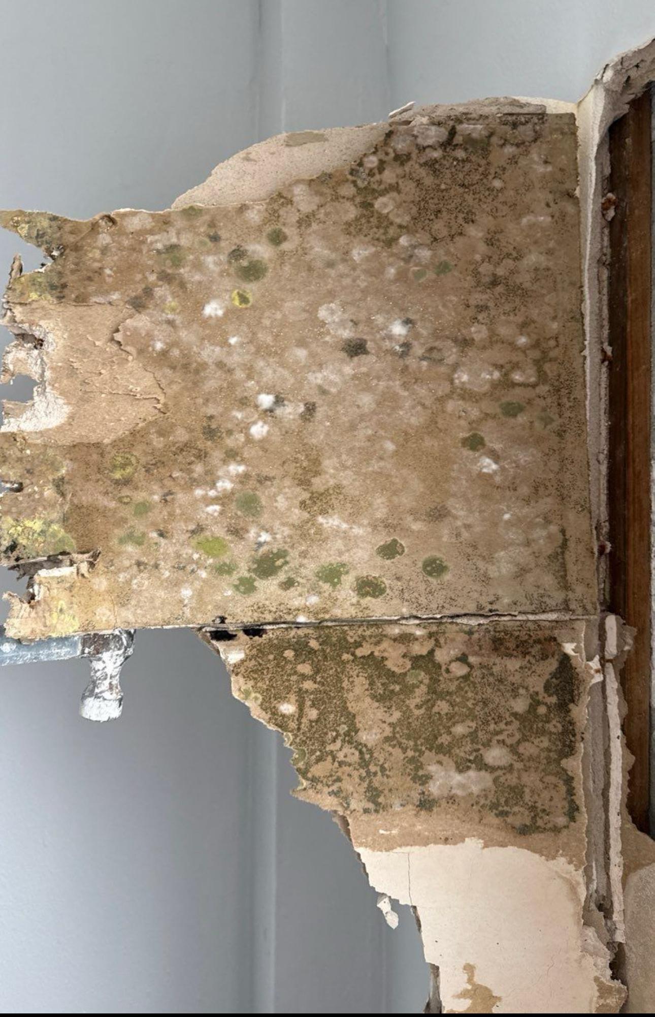 Drywall surface inspected for mold contamination behind finishes.